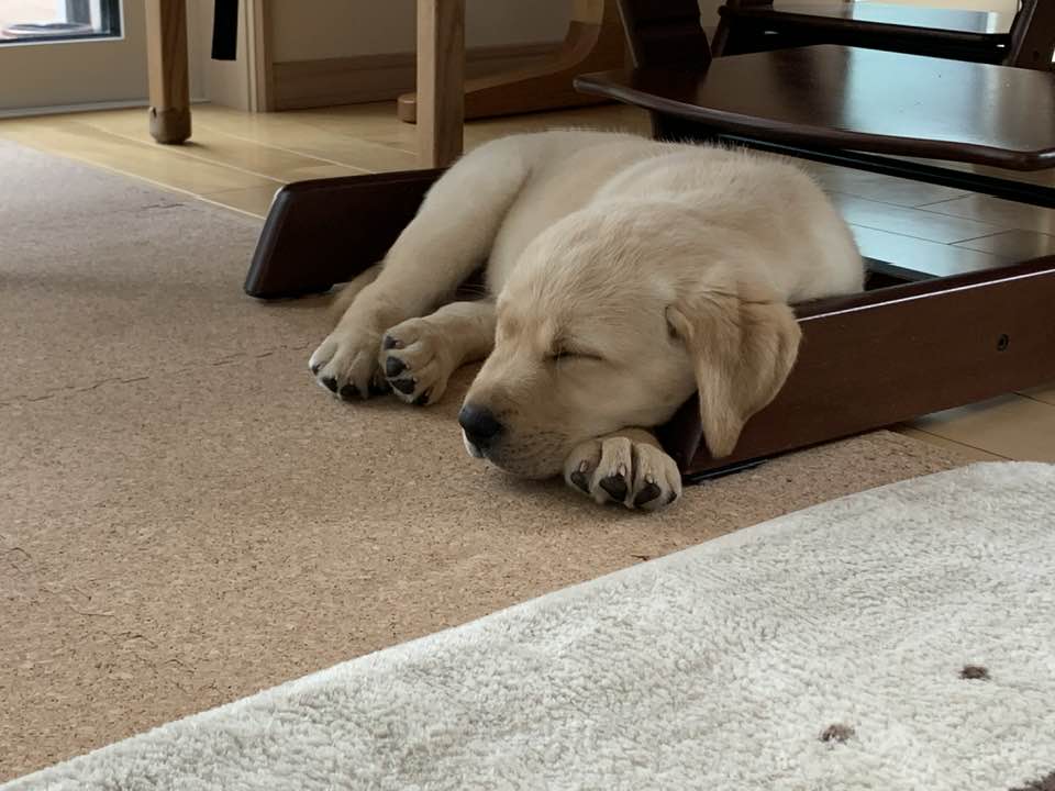 一条工務店が犬に優しいと言われる3つの理由